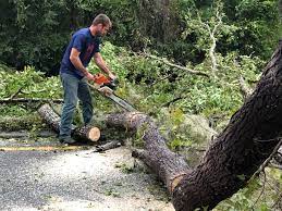 Best Fruit Tree Pruning  in Greenville, NY