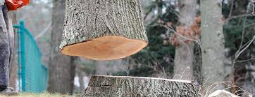 Greenville, NY Tree Removal Company