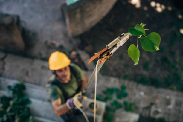 How Our Tree Care Process Works  in  Greenville, NY