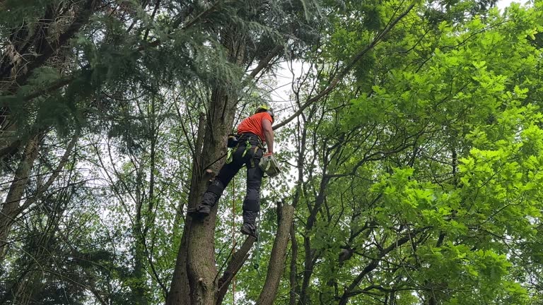 Best Lawn Dethatching  in Greenville, NY