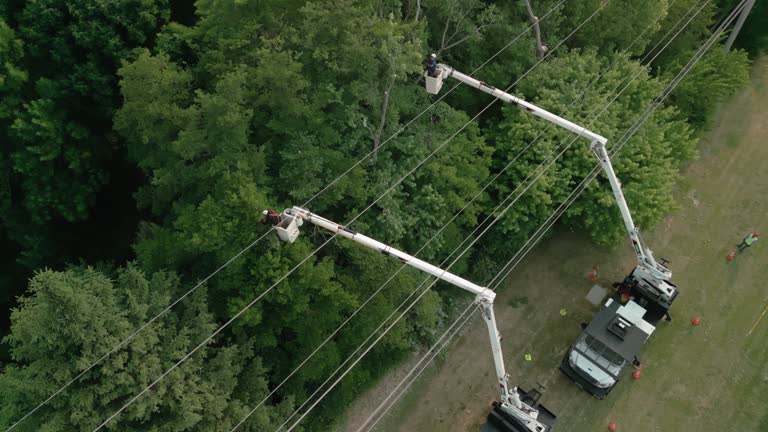 Best Emergency Tree Removal  in Greenville, NY