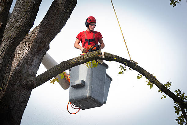 Best Storm Damage Tree Cleanup  in Greenville, NY