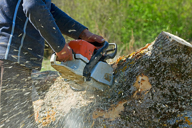 Best Leaf Removal  in Greenville, NY