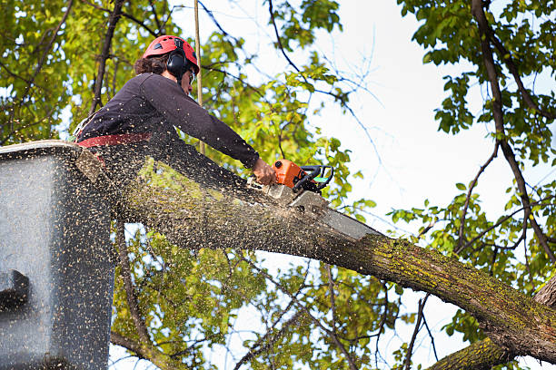 Best Grass Overseeding  in Greenville, NY