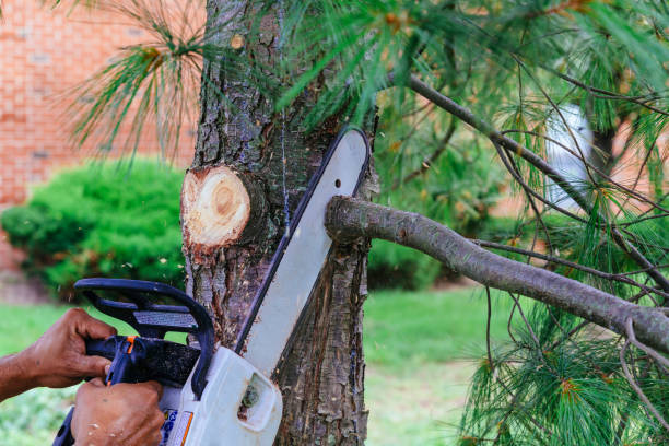 Trusted Greenville, NY Tree Removal Experts